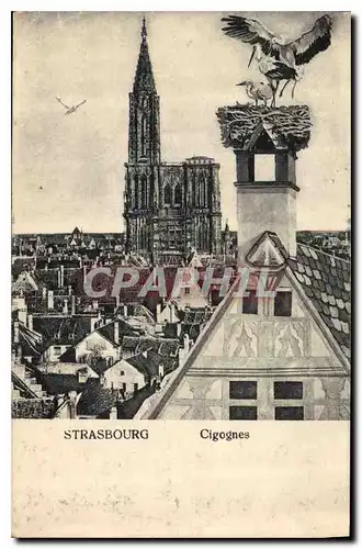 Cartes postales Strasbourg Cigognes