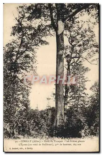 Cartes postales Cerillu Allier Forte de Troncais Les Arbres geants