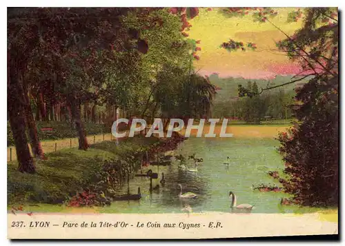 Cartes postales Lyon Parc de la Tete d'Or Le Coin aux Cygnes