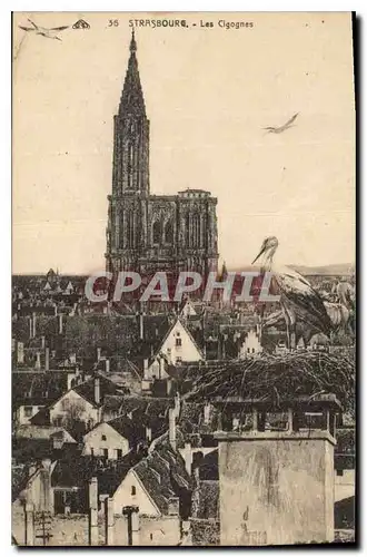 Cartes postales Strasbourg Les Cigognes