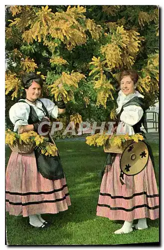 Cartes postales Cote d'Azur et Provence Jeunes filles en costume de Nicoise cueilland du Mimosa