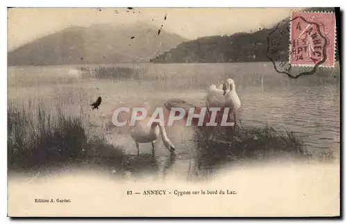 Cartes postales Annecy Cygnes sur le bord du Lac