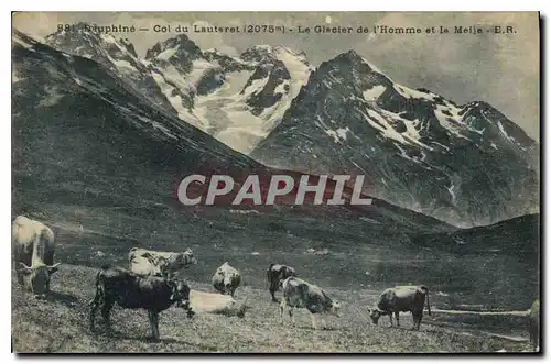 Cartes postales Dauphine Col du Lautaret Le Glacier de l'Homme et la Meije Vaches