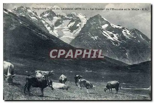 Cartes postales Dauphine Col du Lautaret La Glacier de l'Homme et la Meije Vaches