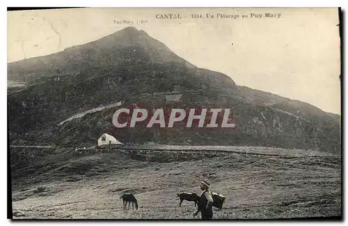 Cartes postales Cantal un Paturage au Puy Mary