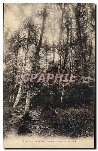 Cartes postales La Sainte Baume Montee a travers la Foret