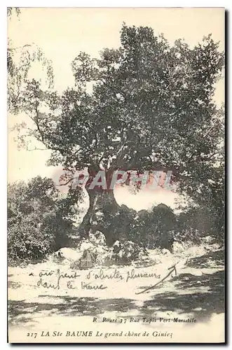 Cartes postales La Ste Baume Le grand chene de Giniez