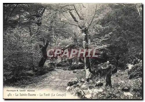 Cartes postales La Sainte Baume La Foret Le Canape