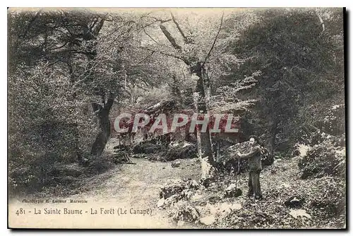 Cartes postales La Sainte Baume La Foret Le Canape