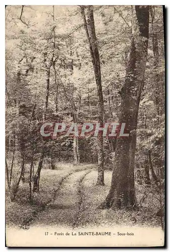 Cartes postales Foret de la Sainte Baume Sous bois