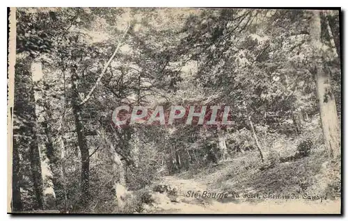 Cartes postales Ste Baume La Foret Chemin du Canape