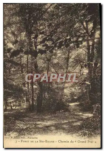 Cartes postales Foret de la Ste Baume Chemin du Grand Prat