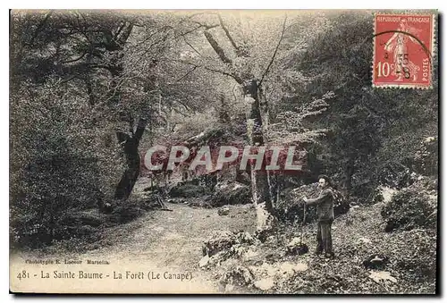 Cartes postales La Sainte Baume La Foret Le Canape