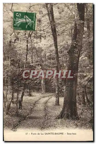 Cartes postales Foret de la Sainte Baume Sous bois