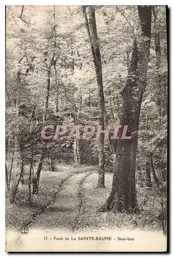 Ansichtskarte AK Foret de la Sainte Baume Sous bois