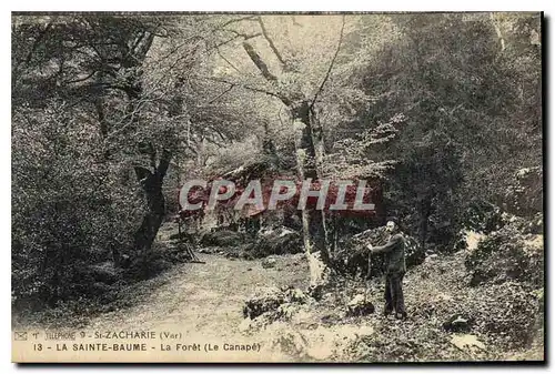 Cartes postales La Sainte Baume La Foret Le Canape