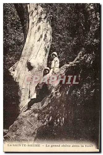 Ansichtskarte AK La Sainte Baume Le grand chene dans la foret