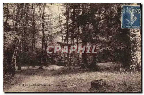 Cartes postales Foret de la La Sainte Baume Sous bois