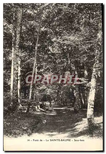 Ansichtskarte AK Foret de la Sainte Baume Sous bois