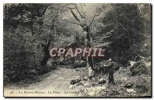 Cartes postales La Sainte Baume La Foret Le Canape