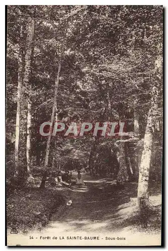 Cartes postales Foret de la Sainte Baume Sous bois