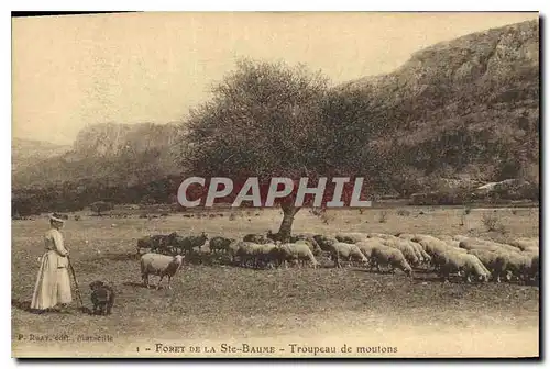 Cartes postales Foret de la Ste Baume Troupeau de moutons