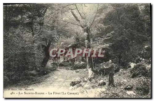 Cartes postales La Sainte Baume La Foret Le Canape