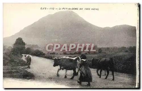 Ansichtskarte AK Le Puy de Dome Vaches