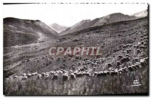 Cartes postales Les Alpes Moutons sur les hauts alpages