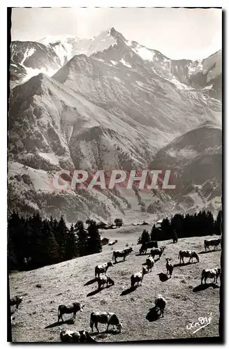 Cartes postales Les Belles Alpes Francaises Paysages Alpestres Paturage