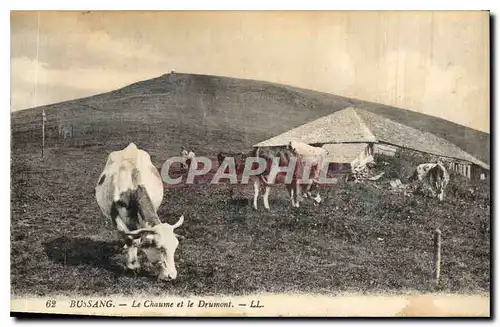 Cartes postales Bussang le Chaume et le Drumont Vaches