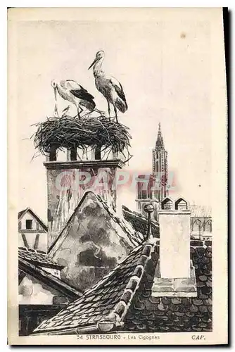 Cartes postales Strasbourg Les Cigognes