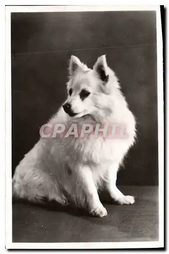 Cartes postales moderne Chien