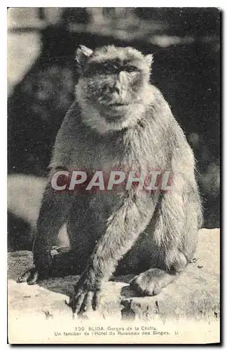 Cartes postales Blida Gorges de la Chille Un familier de l'Hotel du Ruisseau des Singes