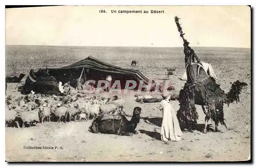 Ansichtskarte AK Un campement au Desert Chameaux Moutons