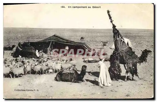 Cartes postales Un campement au Desert Chameaux Moutons