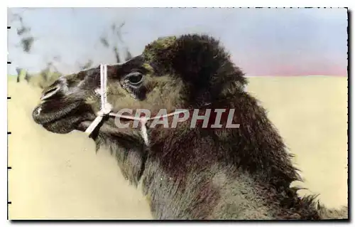 Cartes postales Scenes et Types Chameau Boussaadien