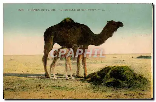 Cartes postales Scenes et Types Chamelle et son Petit