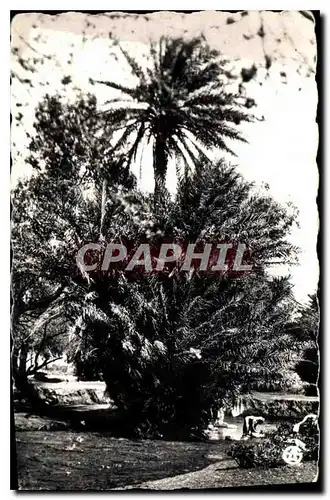Cartes postales L'Afrique du Nord Pittoresque Dans une Palmeraie