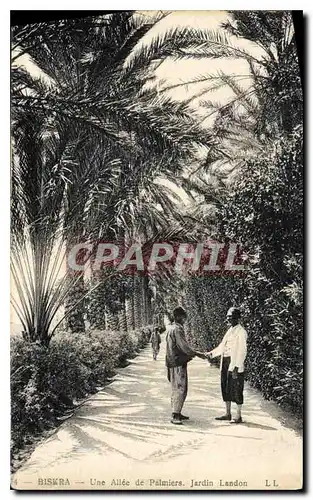 Cartes postales Biskra Une Allee de Palmiers Jardin Landon
