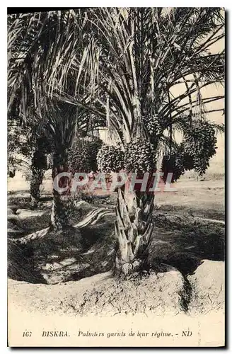Cartes postales Biskra Palmiers garnis de leur regime