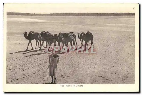 Cartes postales Dans le Desert Chameaux