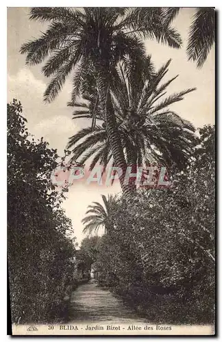 Cartes postales Blida Jardin Bizol Allee des Roses