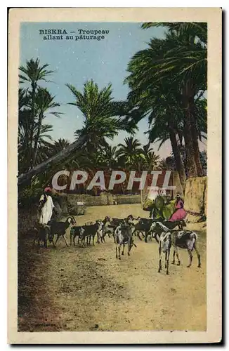 Cartes postales Biskra Tropeau allant au paturage Chevres