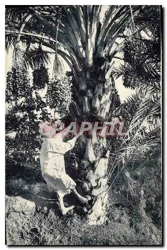 Cartes postales Palmiers