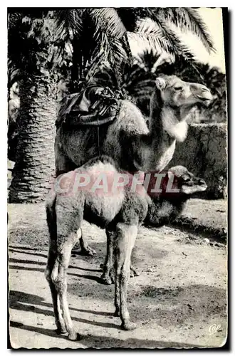 Cartes postales Scenes et Types Chamelle