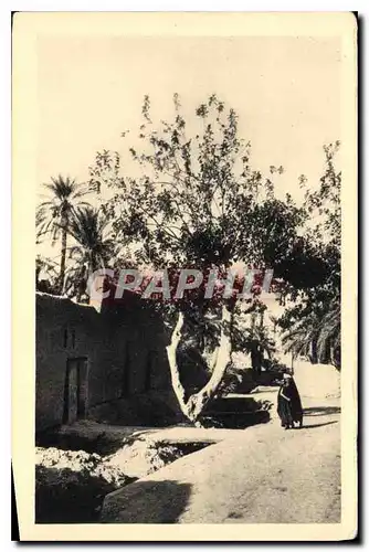 Cartes postales Dans le Vieux Biskra