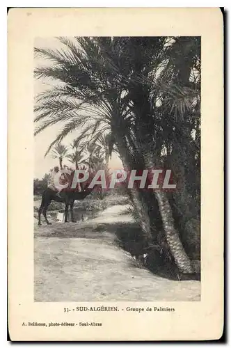 Cartes postales Sud Algerien Groupe de Palmiers