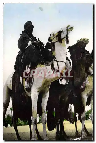 Cartes postales Scenes et Types Meharistes a Tamanrasset