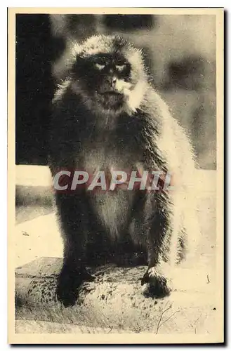 Cartes postales Blida Gorges de la Chiffa Ruisseau des Singes Zigomar